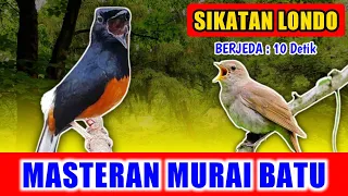 Download MASTERAN MURAI BATU - suara Sikatan Londo rapat jernih keras berjeda 10 detik untuk variasi 2 MP3