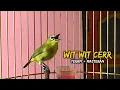 Download Lagu Semua Pleci Dalam 1 Menit Langsung Ikut Nembak Wit Wit Cerr