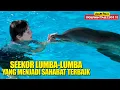 Persahabatan Anak Manusia Dengan Lumba-Lumba Yang Mengharukan |Alur Cerita Film DOLPHINE TALE (2011)
