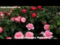 Lagu 🌹🥰 Roses are the queens of fragrance: the most fragrant roses with huge flowers!!!