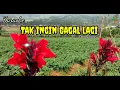 Tak Ingin Gagal Lagi | Karaoke | Deddy Dores