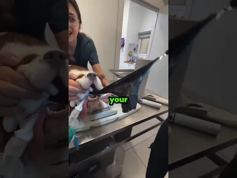 Never Feed a Dog These Things 🐕