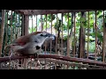 Download Lagu Burung Tepus Pipi Perak Gacor Ajaib Untuk Pancing Bunyi l Cepat Gacor...