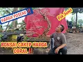 Download Lagu OBRAL BONSAI‼️HABISKAN STOK BOLO, CAKEP\