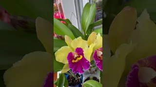 Яскраві квіти мов бразильський карнавал 