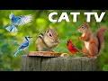Download Lagu CAT TV ENTERTAIN YOUR CAT😻 Noisy Squirrels \u0026 Birds Take Over The Garden🦜🌴 Keep Your Cats Entertained
