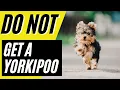 7 Reasons You Should NOT Get A Yorkipoo