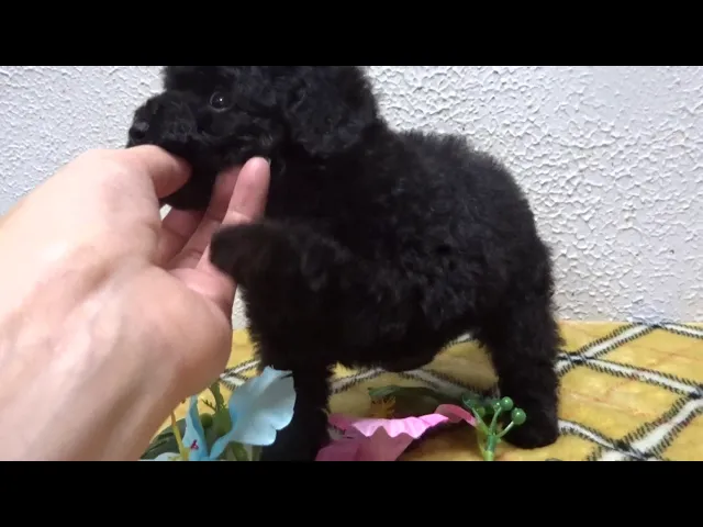 動画