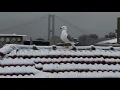 Lagu   أحلى أجواء لإسطنبول في هاد الوقت من السنة❄️🇹🇷🌧️....كلٌ مُيسر لما خُلِق له🙏