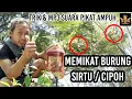 dengan trik dan suara mp3 pikat ini burung sirtu liar pasti pada turun