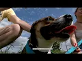 Forever Homes Adoptions Begin Again After OKC Animal Welfare Reopens Shelter