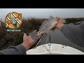 Low Tide Hunting for Redfish -