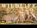 Download Lagu WILDLIFE 4K - Relaxing Music Treats Diseases Of The Heart And Blood Vessels