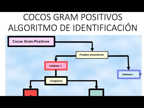 Download MP3 Cocos gram positivos: Algoritmo de identificación || Staphylococcus, Streptococcus, Enterococcus ||