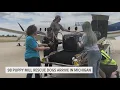 98 dogs rescued from puppy mill arrive in Michigan