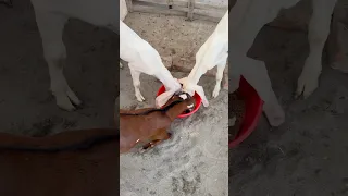 BAKRON Ka Name Rakh Liya 