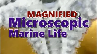 Download Microscopic Marine Life Magnified MP3