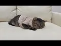 Download Lagu 保護した猫の体調が急変してしまいました。