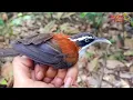 Download Lagu 🔴Cara pikat burung CUCAK KOPI menggunakan suara pikat cucak kopi