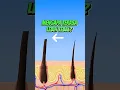Download Lagu Mengapa Jenggot Tampak Lebih Tebal Setelah di Cukur? #faktaunik #sains #sainsasyik