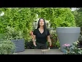 Crescent Garden TruDrop Self-Watering Planters Getting Started
