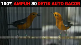 pancingan anis merah suara cip ngecis bikin birahi dan cepat gacor