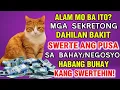 Download Lagu Ito ang Sekretong Dahilan sa Swerte ng Pusa! Panoorin mo Ito Ngayon din!