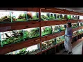 The Most INCREDIBLE PLANTED AQUARIUM FISH STORE TOUR in Japan