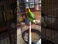 Download Lagu LOVEBIRD PAUD JAHAT NGEKEK PANJANG#VIRALKAN