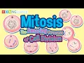 Mitosis - The Amazing Process of Cell Division