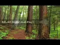 WOODLAND Birds Forest RELAXATION Soothing Forest Birds Singing