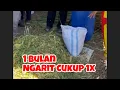 Download Lagu Ngarit Cukup 1x Setahun #bayudiningrat  #bayusehatmandiri #pertanian