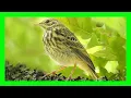 Lagu Tree Pipit Song! Tree Pipit Call! Tree Pipit Voice! - Bisbita Arbóreo Canto - Anthus Trivialis