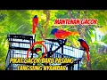 Download Lagu Keseruan mikat burung mantenan di pinggir hutan langsung nyambar pikat