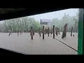 Download Lagu Fishing camp hujan deras di spot gubuk tua terbengkalai yang menjadi sarang ikan baramundi