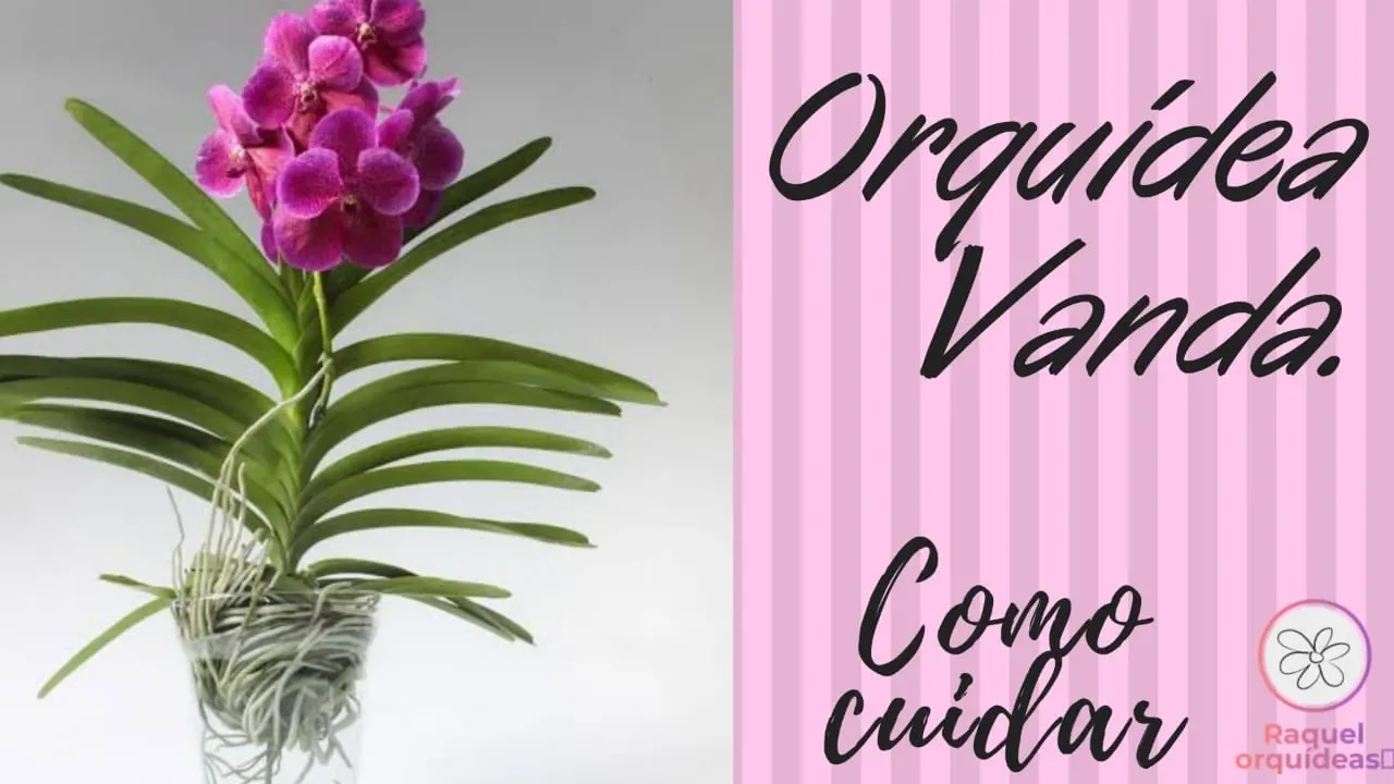 COMO CUIDAR DA ORQUÍDEAS VANDA