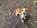 ADOPTED Ray - Adoptable at Dog Gone Seattle