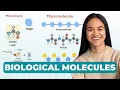 Biological Molecules Carbohydrates Lipids Proteins Nucleic Acids