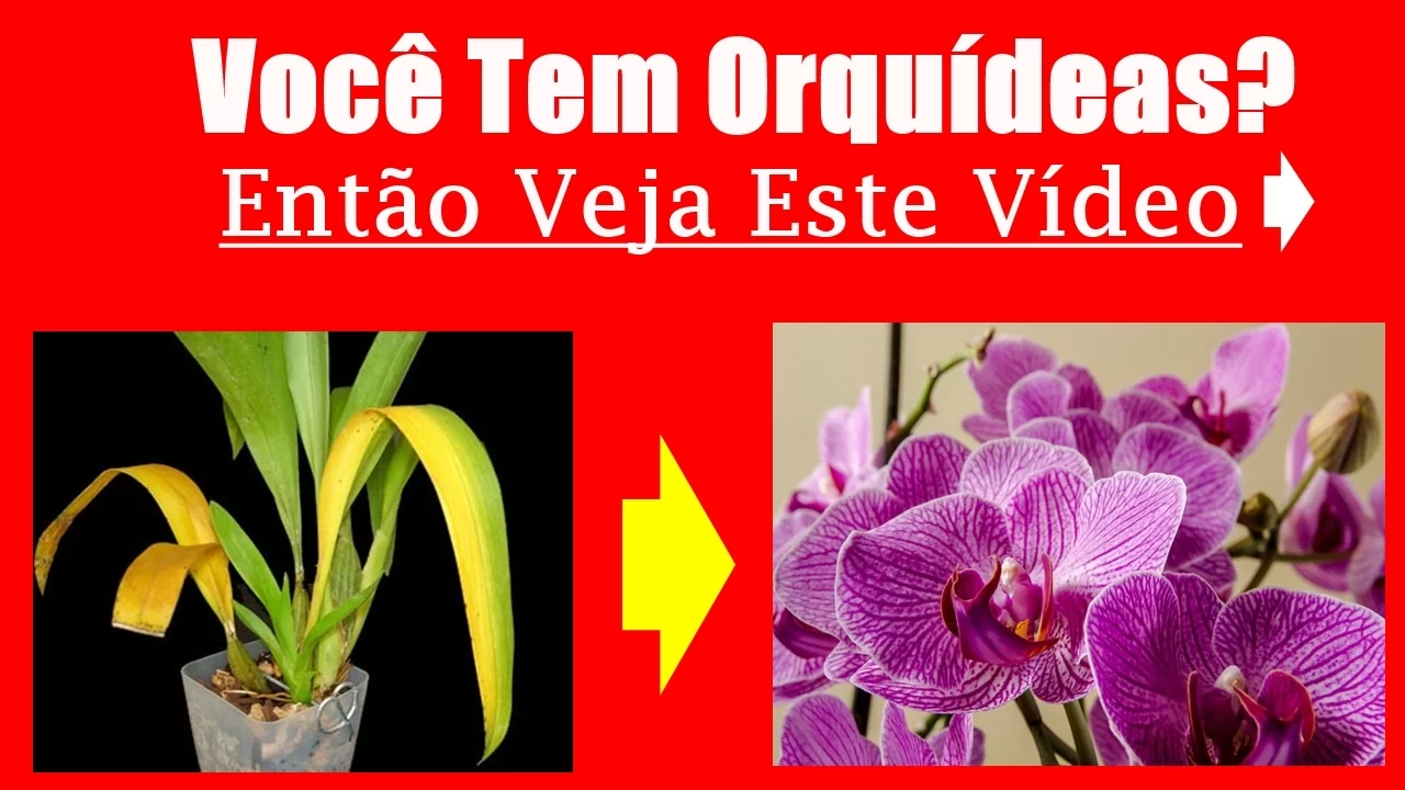 MANUAL COMO CUIDAR DE ORQUÍDEAS PASSO A PASSO!