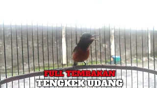 konin istimewa isian tengkek udang