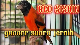 Download RED SISKIN GACOR SUARA JERNIH , COCOK UNTUK MASTERAN !!! MP3