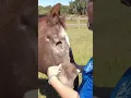 One-eyed horse gets an itch scratched