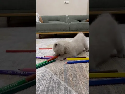 Yavru kedinin dansı! #cats #kedi