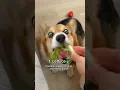 Download Lagu 5 Human Foods You Can Feed Your Dog