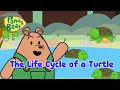 Life Cycle of A Turtle Pond Adventure