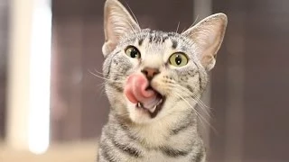 CAT CAPTAIN!