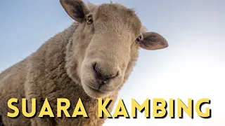 suara kambing sheep sound effect