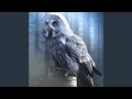 Lagu Owl Sounds