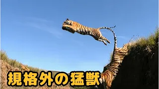 2頭のトラがアフリカに現れ、草原をまるごとビュッフェにする 🐯