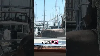 Living on a boat with a Doberman #fyp #dream #youtube #doberman #pets